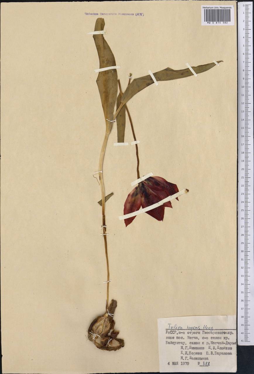 Tulipa ingens Hoog, Middle Asia, Pamir & Pamiro-Alai (M2) (Uzbekistan)