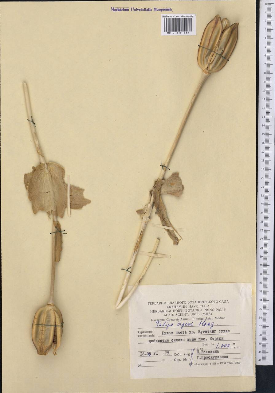 Tulipa ingens Hoog, Middle Asia, Pamir & Pamiro-Alai (M2) (Turkmenistan)