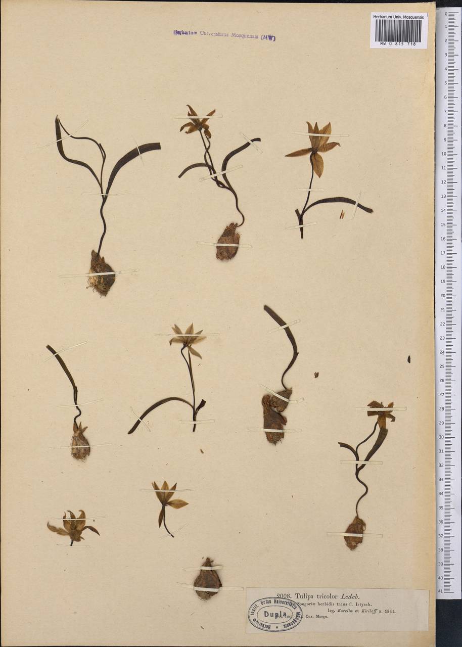 Tulipa sylvestris subsp. australis (Link) Pamp., Middle Asia, Muyunkumy, Balkhash & Betpak-Dala (M9) (Kazakhstan)