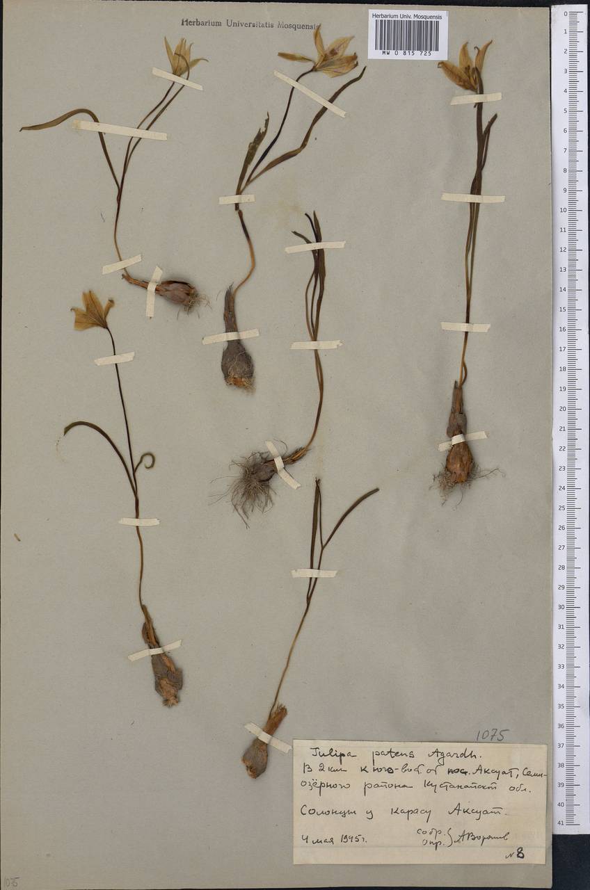 Tulipa sylvestris subsp. australis (Link) Pamp., Middle Asia, Northern & Central Kazakhstan (M10) (Kazakhstan)