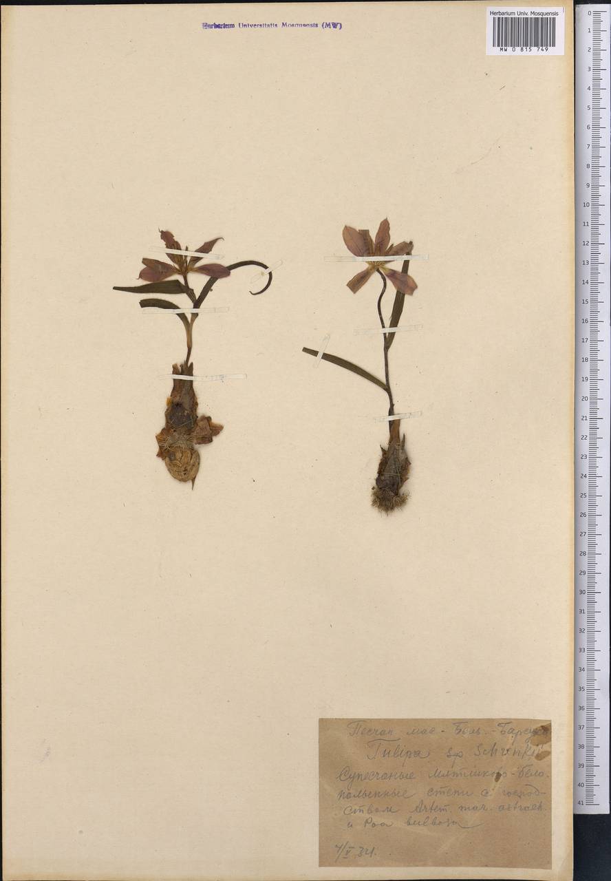 Tulipa suaveolens Roth, Middle Asia, Caspian Ustyurt & Northern Aralia (M8) (Kazakhstan)