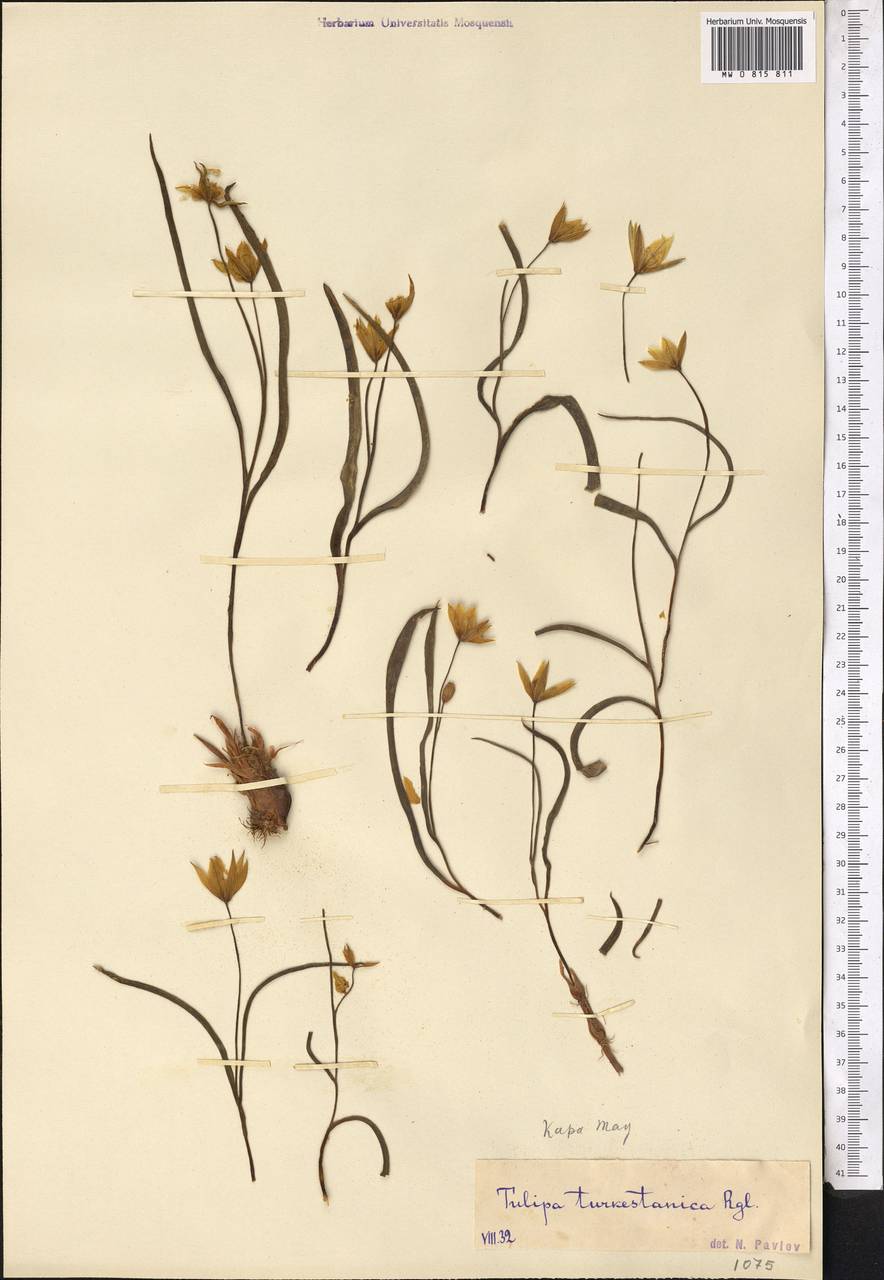 Tulipa turkestanica (Regel) Regel, Middle Asia, Western Tian Shan & Karatau (M3) (Kazakhstan)