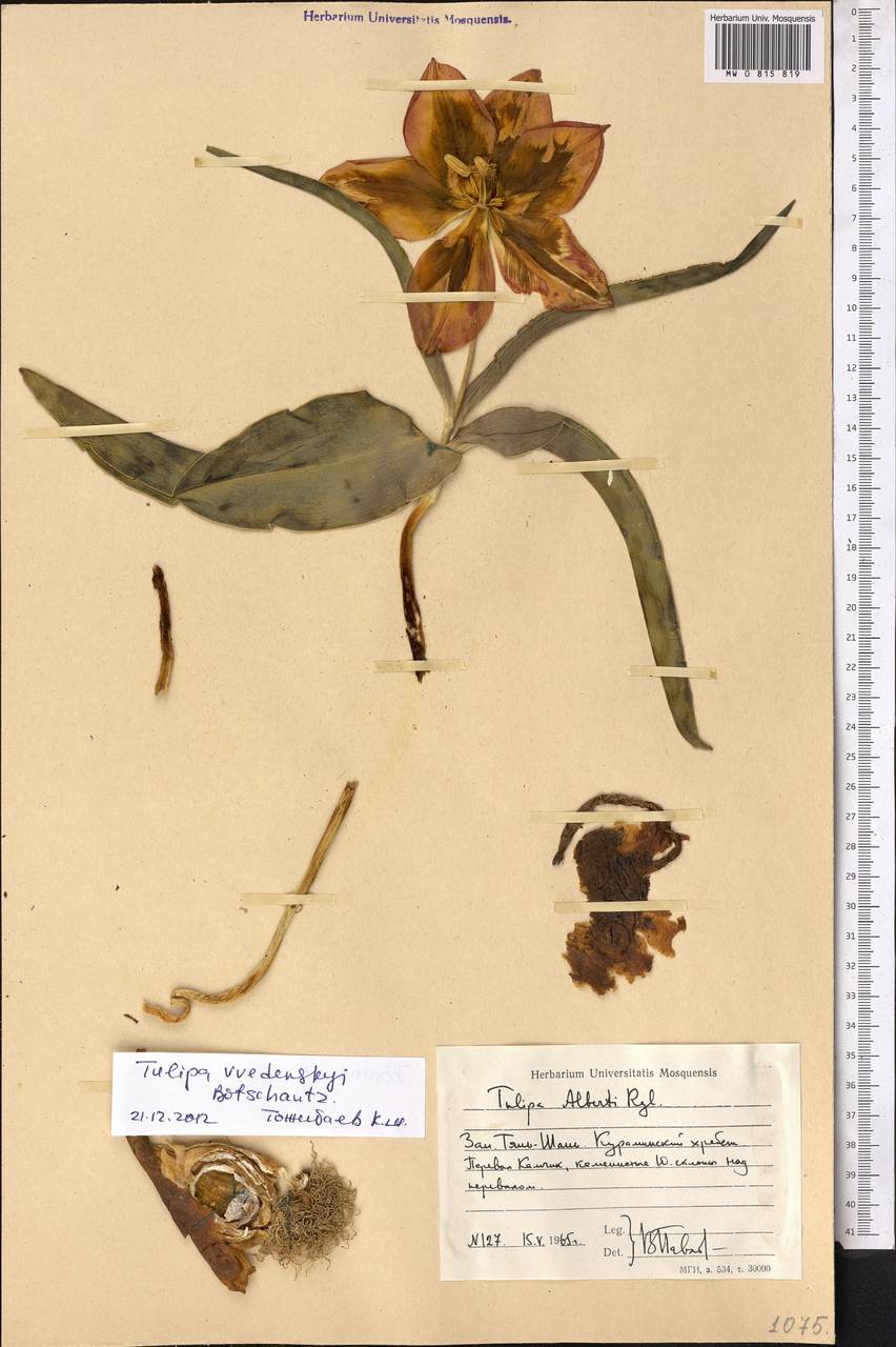 Tulipa vvedenskyi Botschantz., Middle Asia, Western Tian Shan & Karatau (M3) (Uzbekistan)