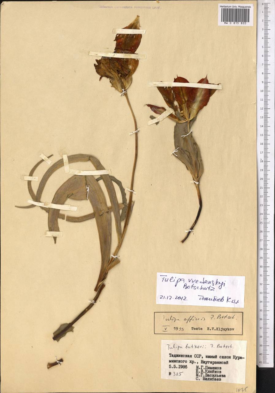 Tulipa vvedenskyi Botschantz., Middle Asia, Western Tian Shan & Karatau (M3) (Tajikistan)