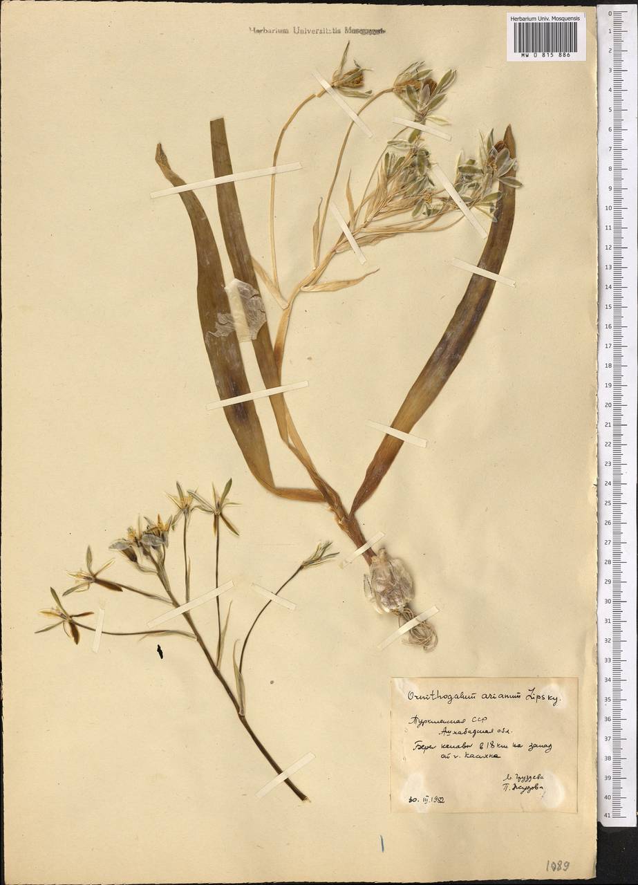 Ornithogalum fischerianum Krasch., Middle Asia, Karakum (M6) (Turkmenistan)