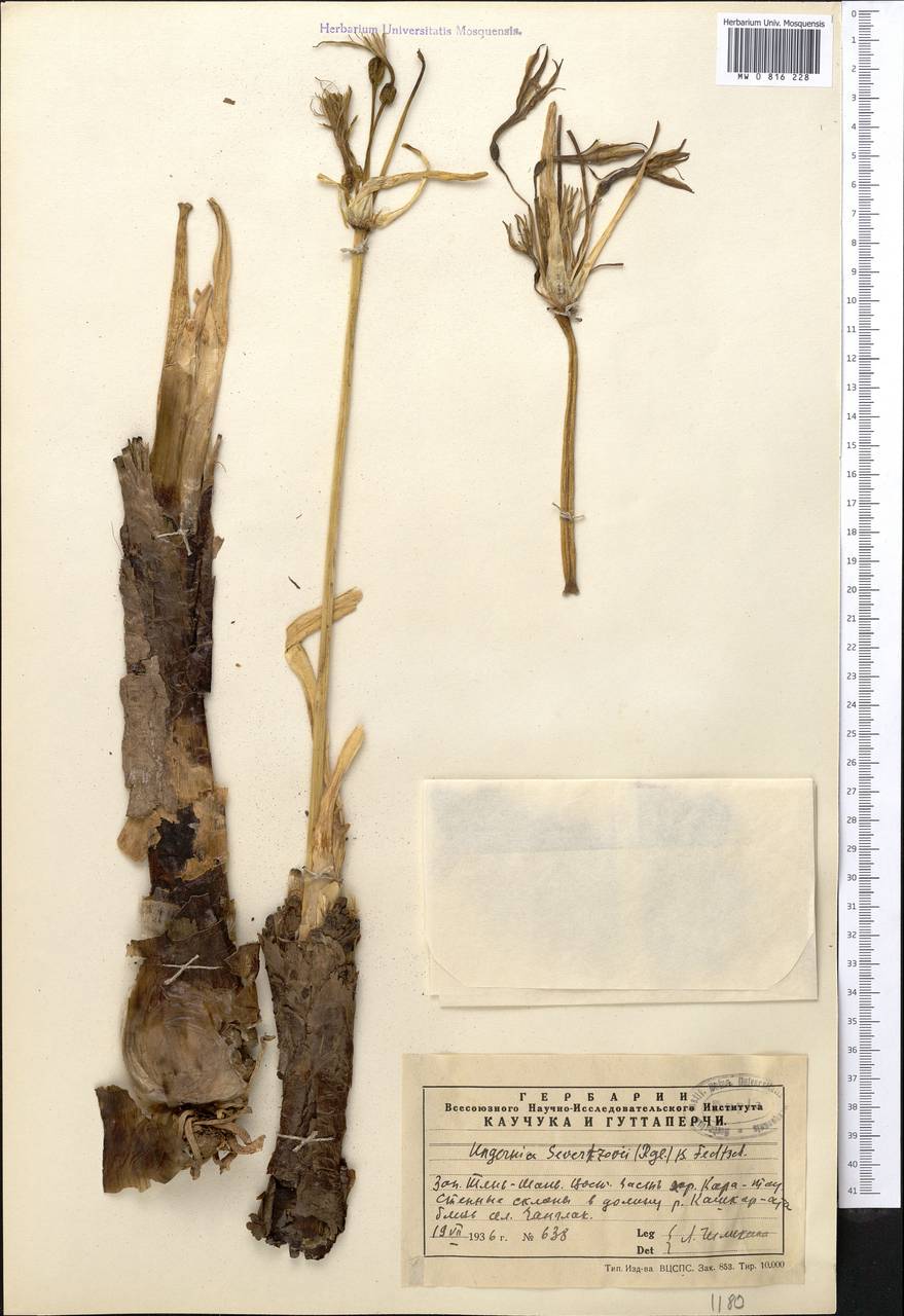 Ungernia sewerzowii (Regel) B.Fedtsch., Middle Asia, Western Tian Shan & Karatau (M3) (Kazakhstan)