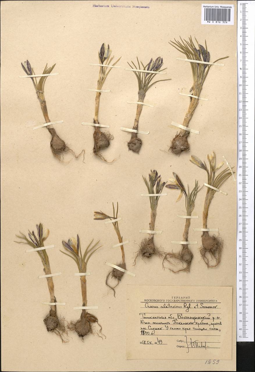 Crocus alatavicus Regel & Semen., Middle Asia, Western Tian Shan & Karatau (M3) (Uzbekistan)