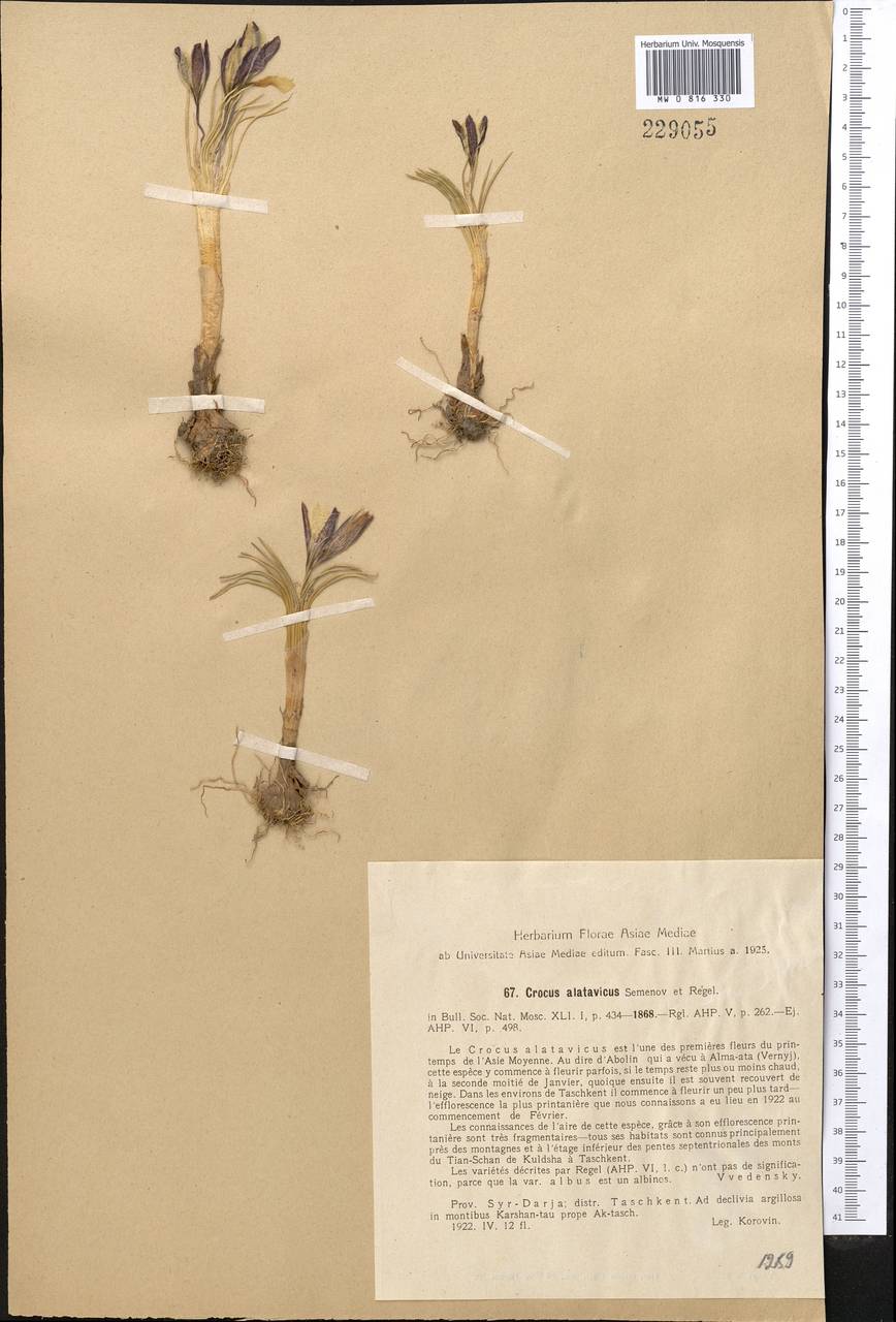 Crocus alatavicus Regel & Semen., Middle Asia, Western Tian Shan & Karatau (M3) (Kazakhstan)