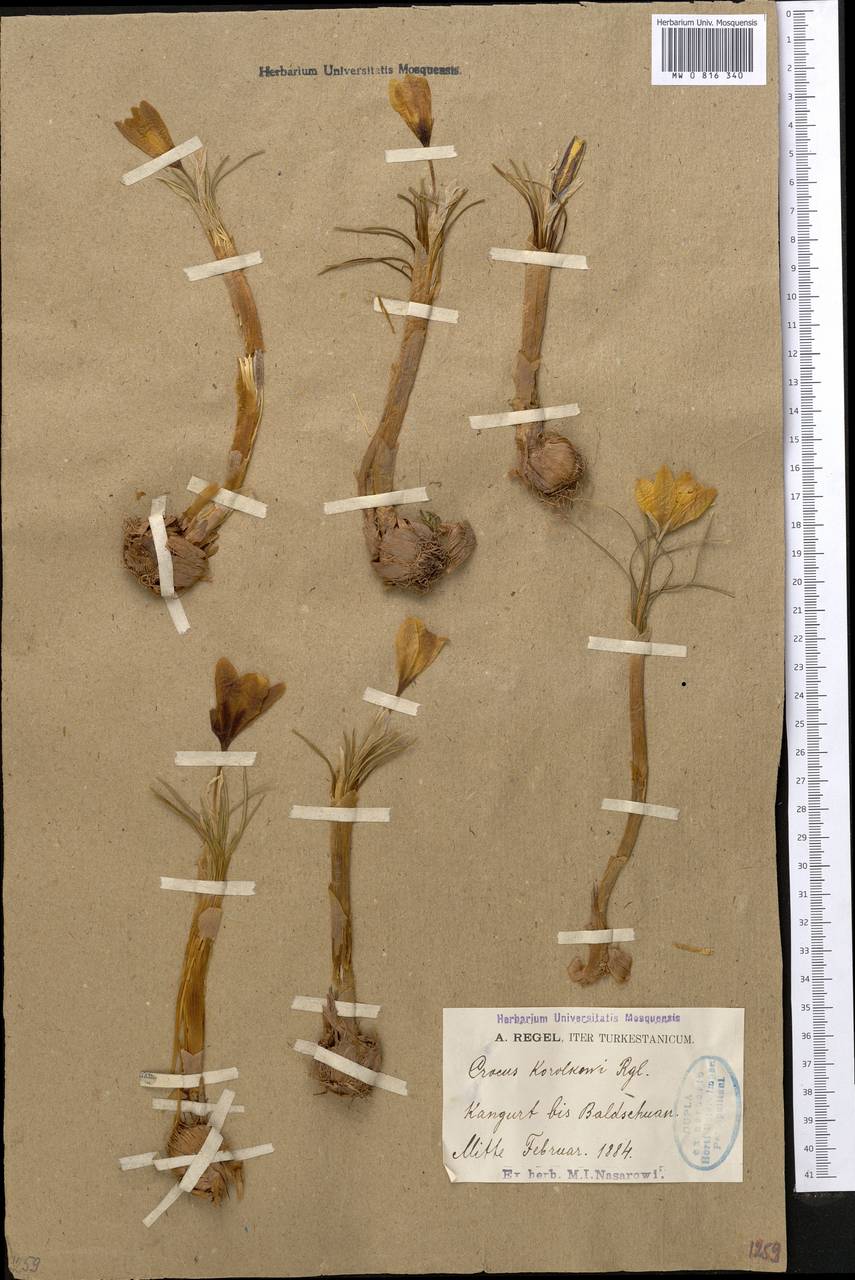 Crocus korolkowii Maw & Regel, Middle Asia, Pamir & Pamiro-Alai (M2) (Tajikistan)