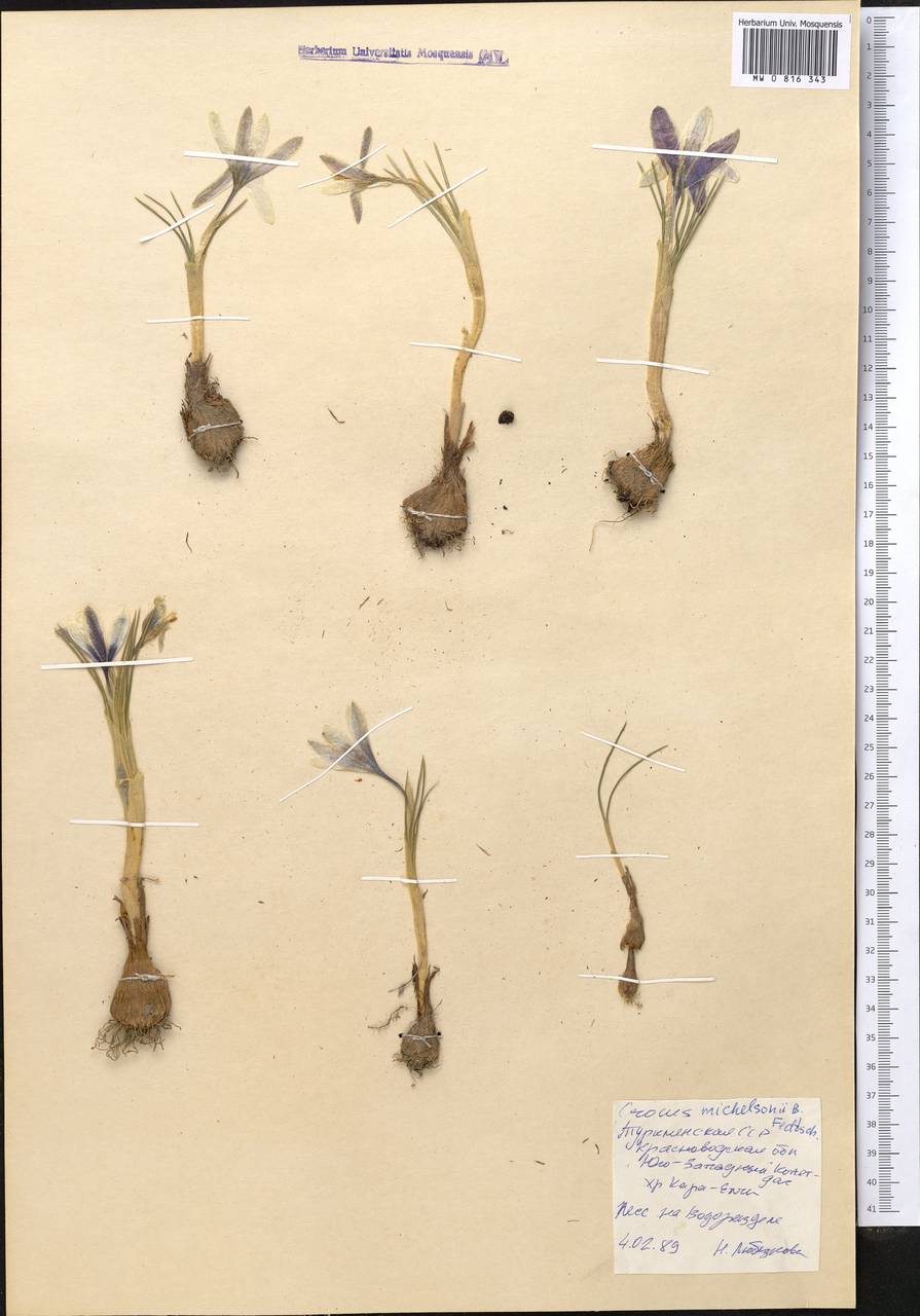 Crocus michelsonii B.Fedtsch., Middle Asia, Kopet Dag, Badkhyz, Small & Great Balkhan (M1) (Turkmenistan)