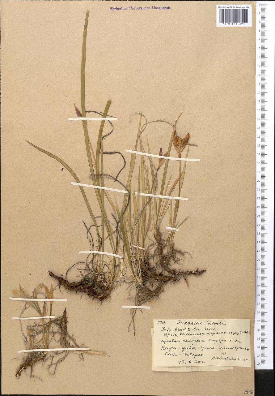 Iris ruthenica subsp. brevituba (Maxim.) Doronkin, Middle Asia, Western Tian Shan & Karatau (M3) (Kyrgyzstan)