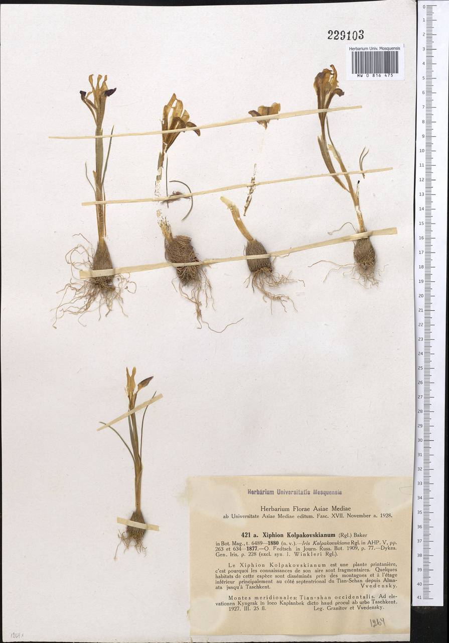 Iris kolpakowskiana Regel, Middle Asia, Western Tian Shan & Karatau (M3) (Kazakhstan)