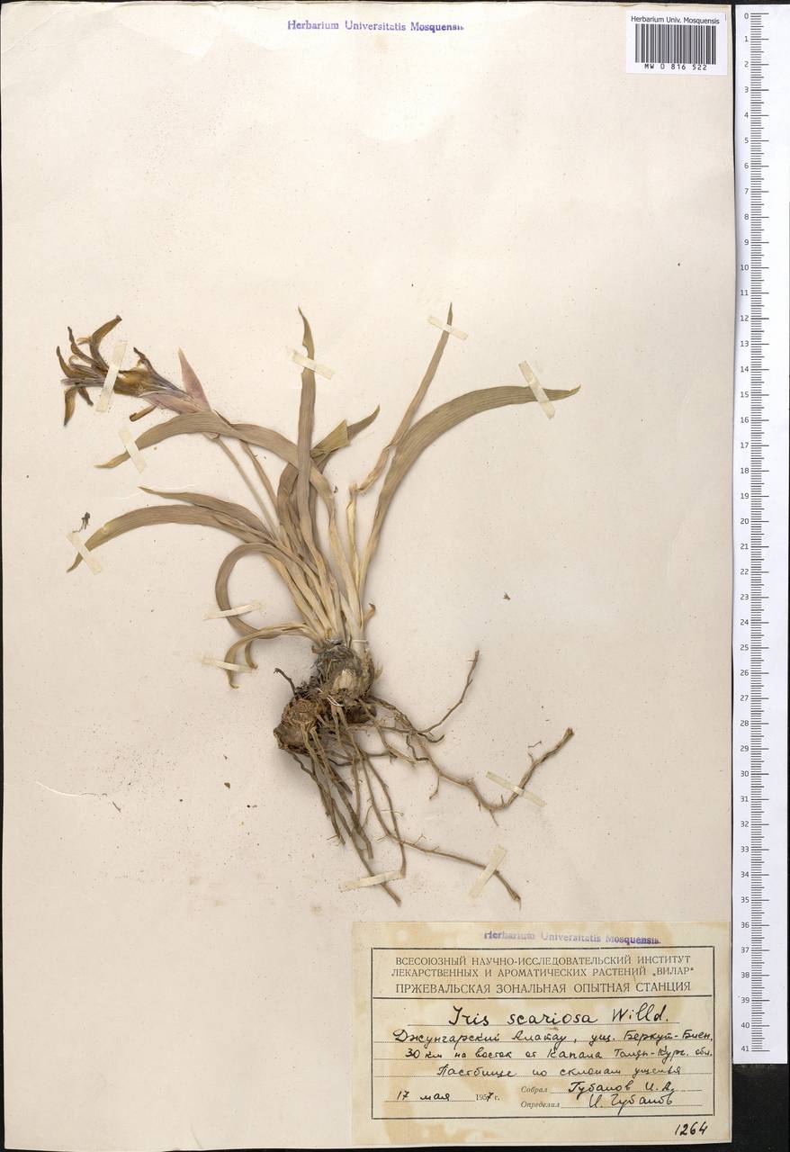 Iris scariosa Willd. ex Link, Middle Asia, Dzungarian Alatau & Tarbagatai (M5) (Kazakhstan)