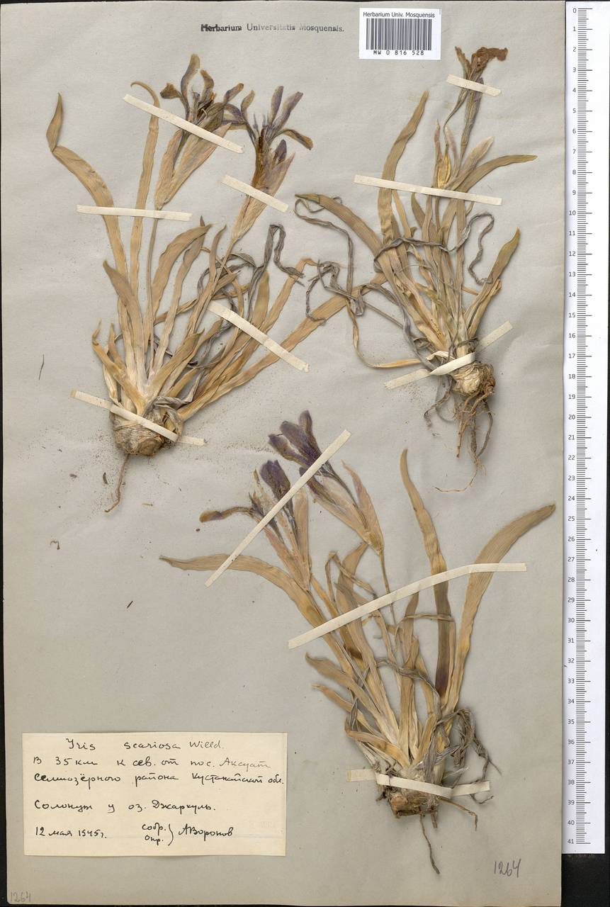 Iris scariosa Willd. ex Link, Middle Asia, Northern & Central Kazakhstan (M10) (Kazakhstan)