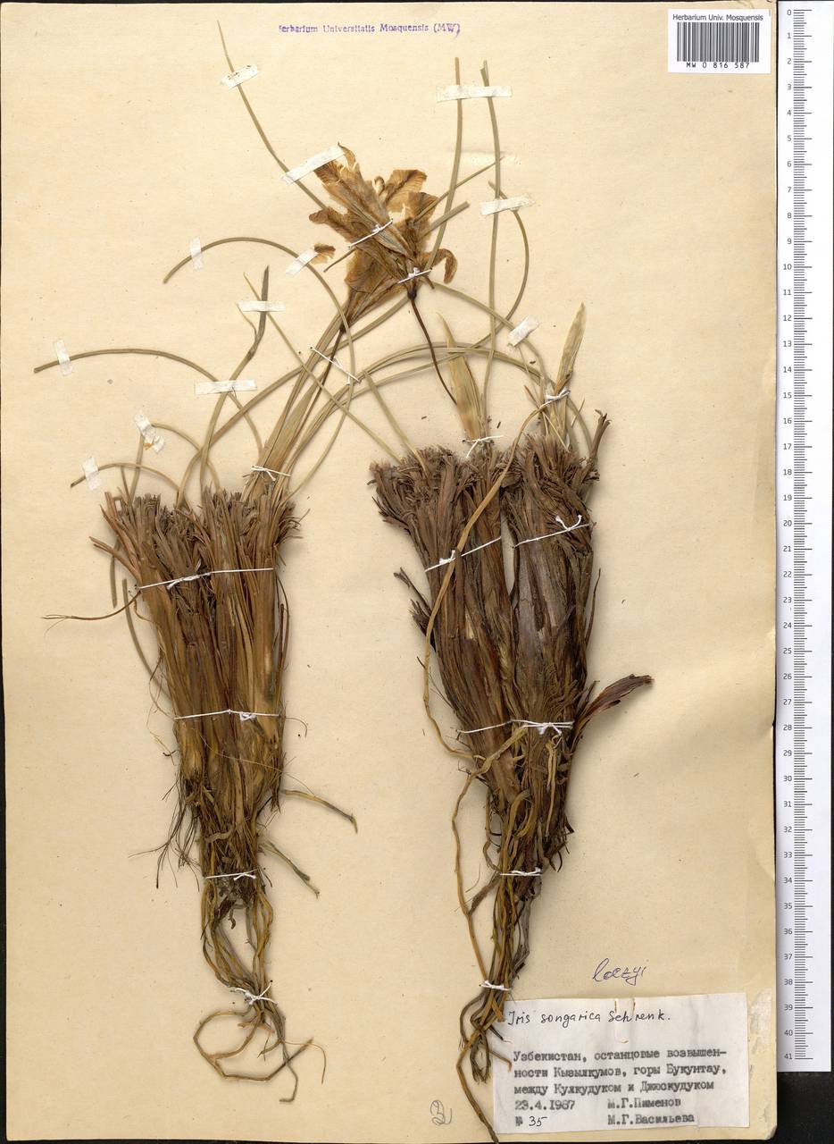 Iris songarica Schrenk, Middle Asia, Syr-Darian deserts & Kyzylkum (M7) (Uzbekistan)