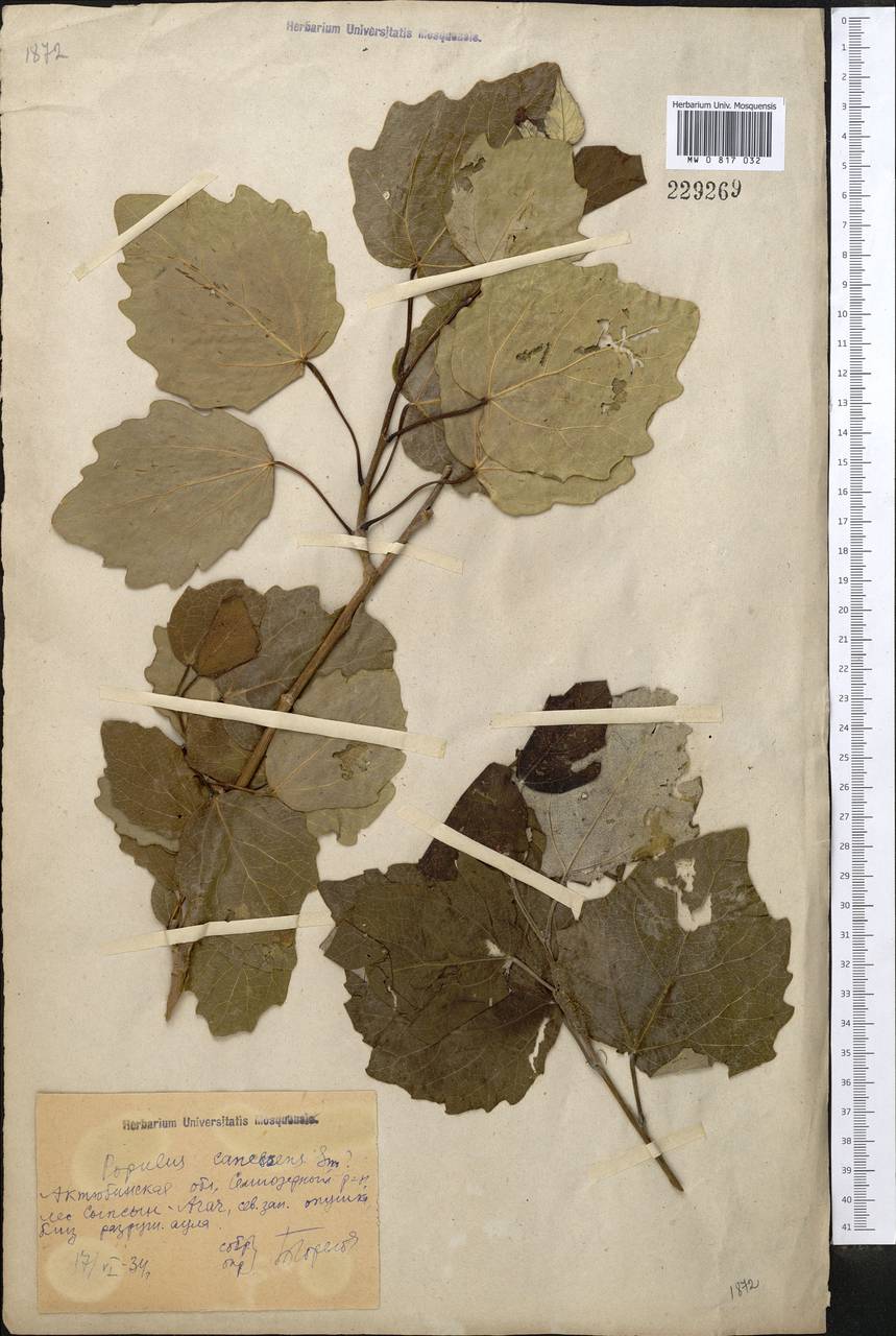 Populus alba, Middle Asia, Northern & Central Kazakhstan (M10) (Kazakhstan)