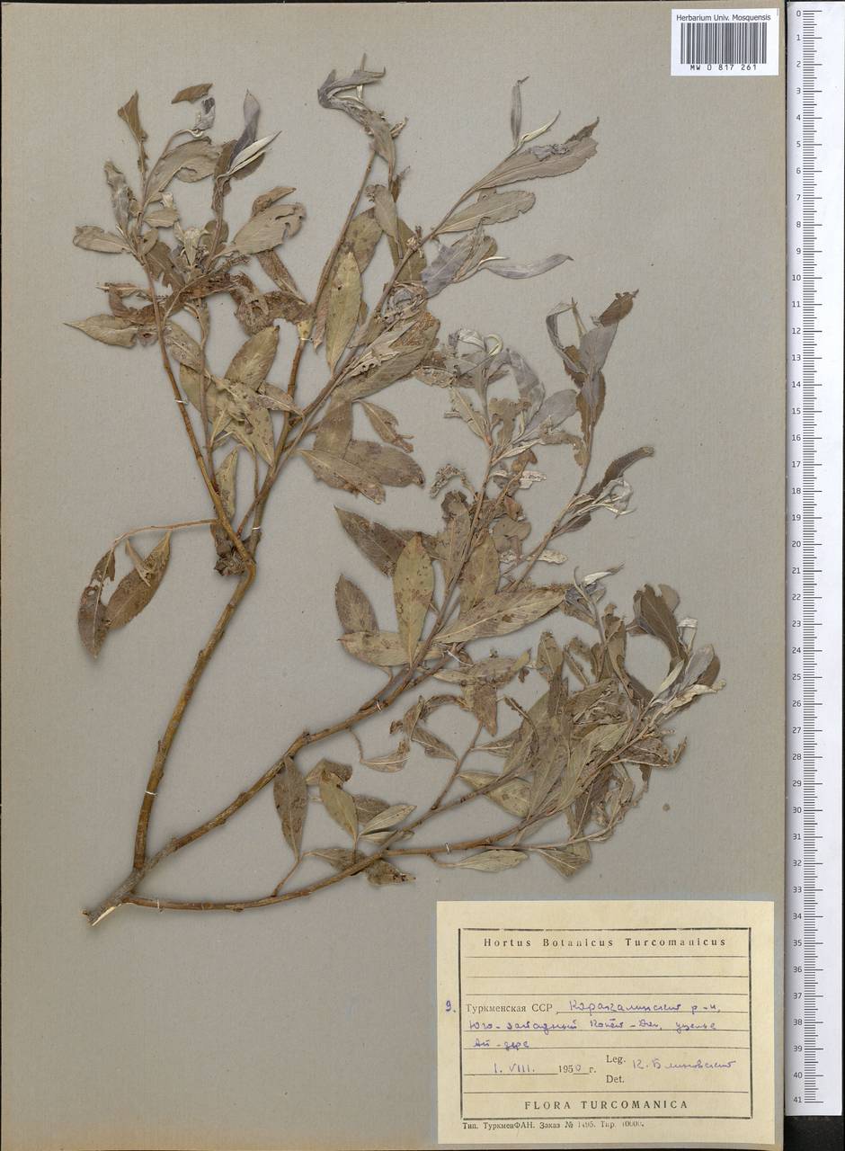 Salix, Middle Asia, Kopet Dag, Badkhyz, Small & Great Balkhan (M1) (Turkmenistan)