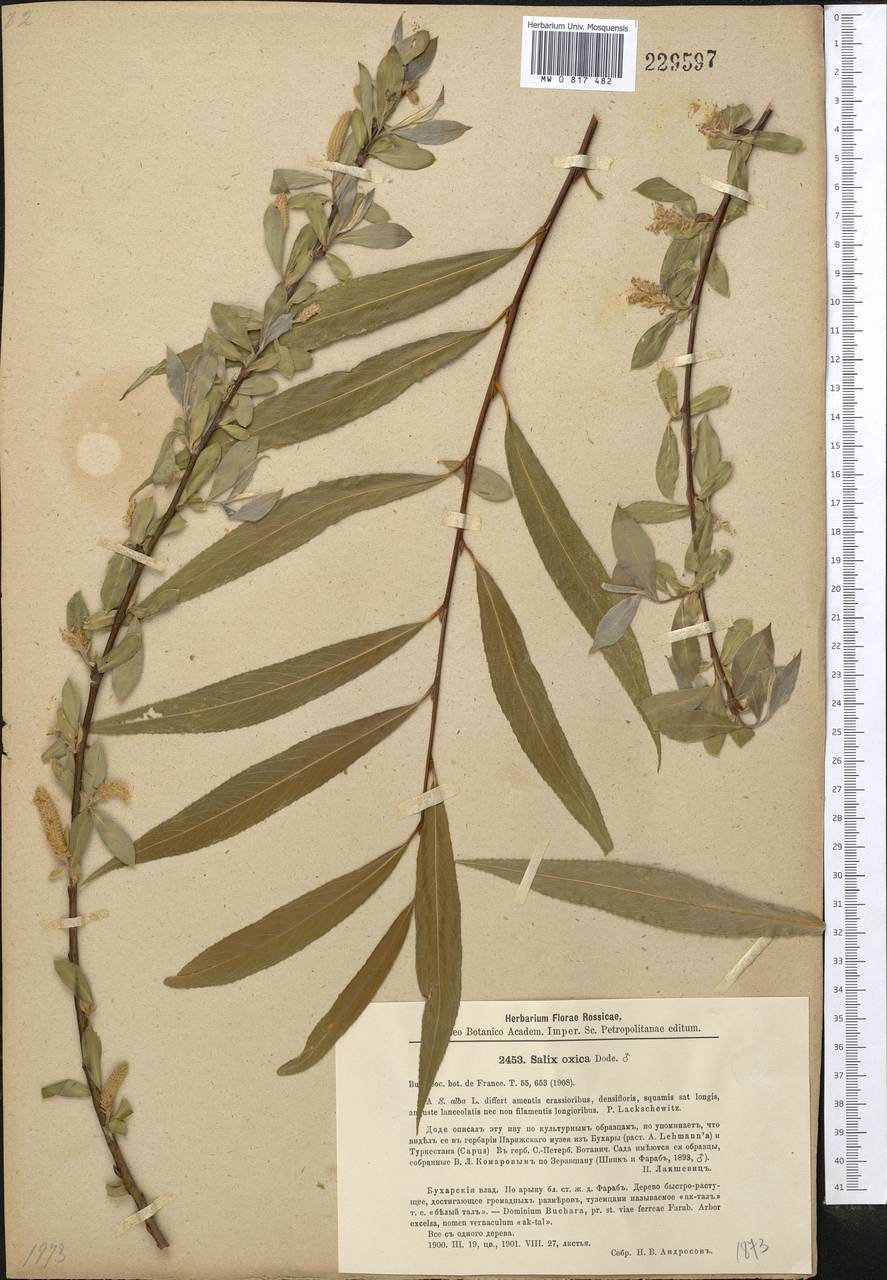 Salix alba L., Middle Asia, Karakum (M6) (Turkmenistan)