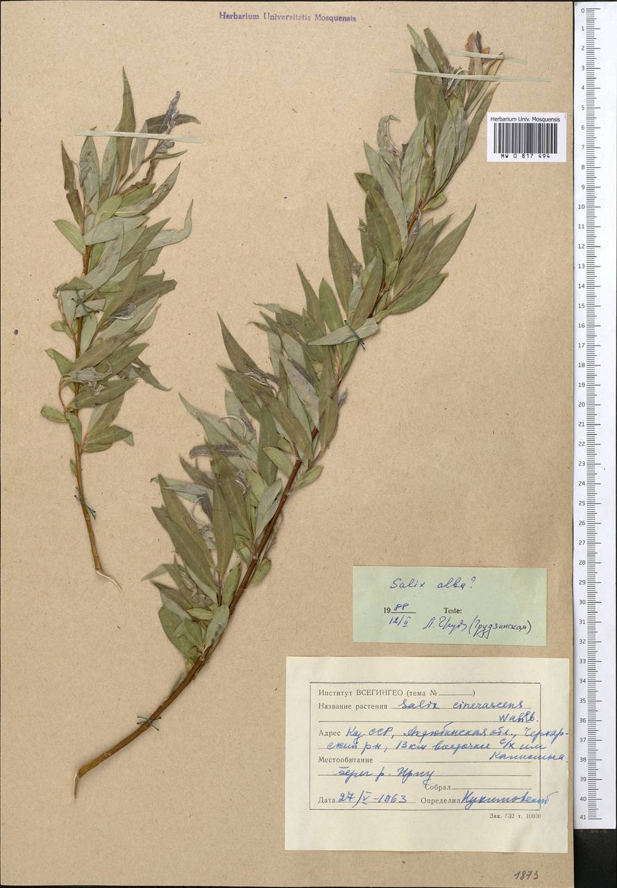 Salix alba, Middle Asia, Caspian Ustyurt & Northern Aralia (M8) (Kazakhstan)