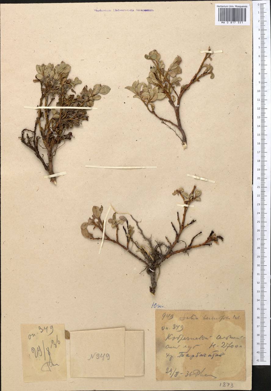 Salix berberifolia, Middle Asia, Dzungarian Alatau & Tarbagatai (M5) (Kazakhstan)