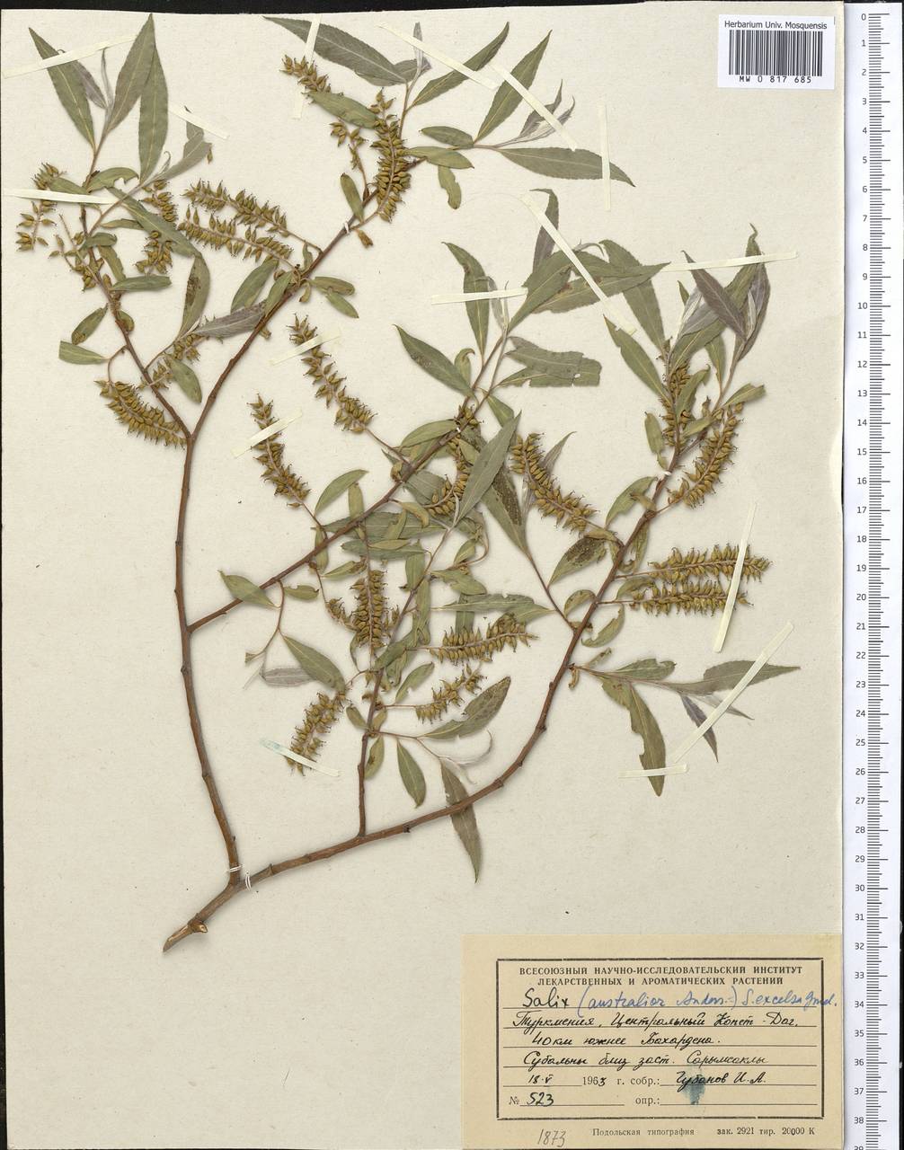 Salix excelsa J.F.Gmel., Middle Asia, Kopet Dag, Badkhyz, Small & Great Balkhan (M1) (Turkmenistan)