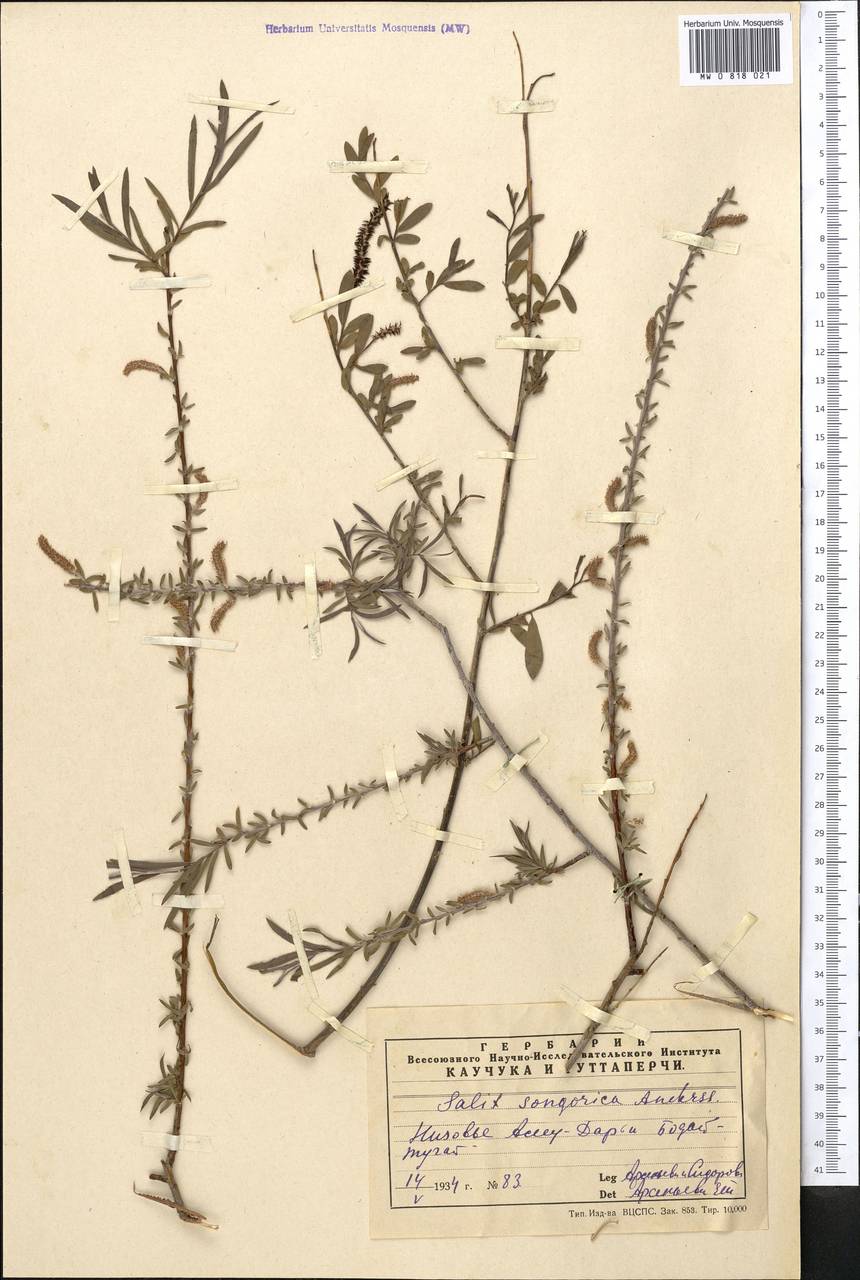 Salix songarica Andersson, Middle Asia, Syr-Darian deserts & Kyzylkum (M7) (Uzbekistan)