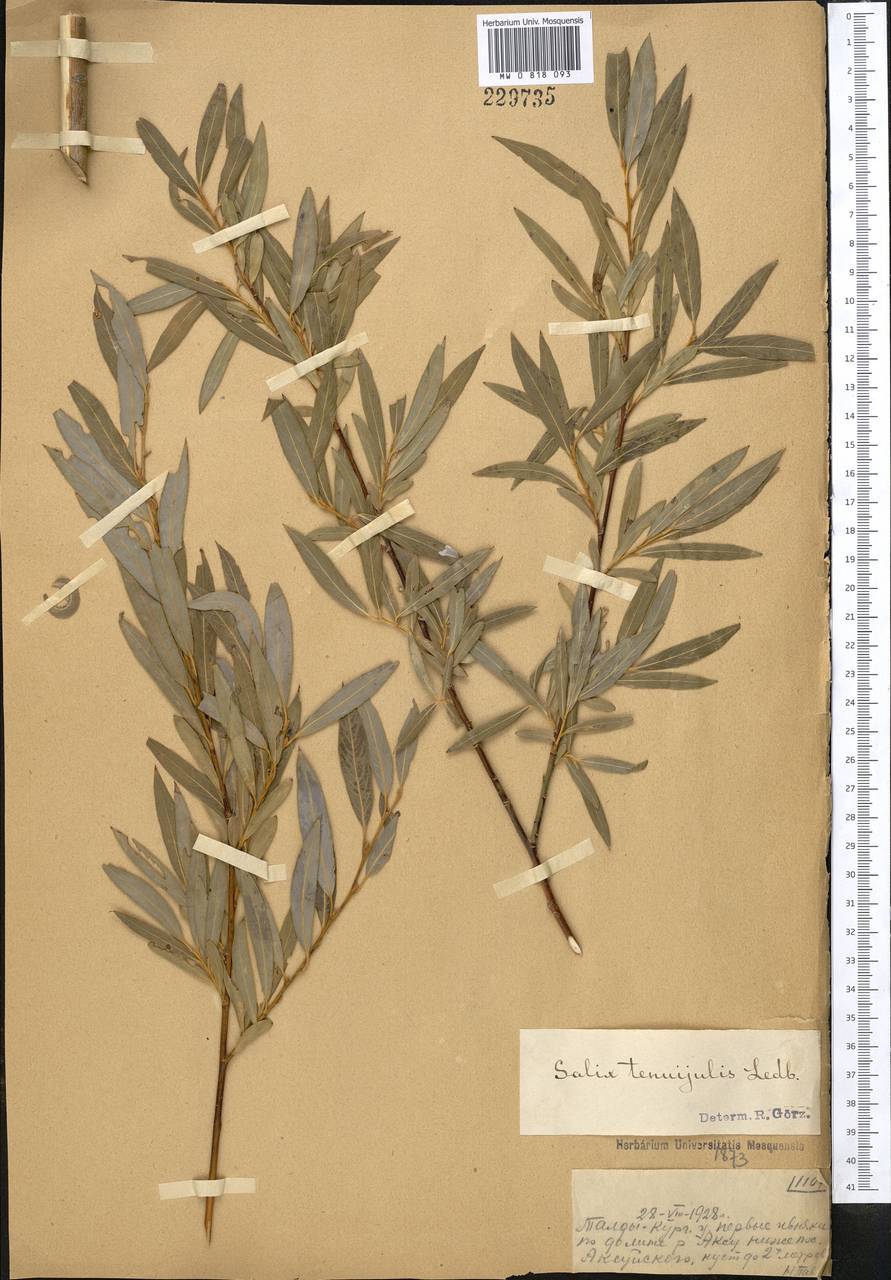 Salix tenuijulis Ledeb., Middle Asia, Dzungarian Alatau & Tarbagatai (M5) (Kazakhstan)