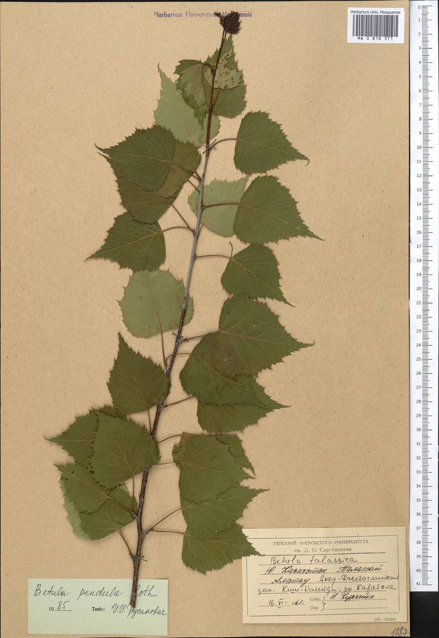 Betula pendula Roth, Middle Asia, Western Tian Shan & Karatau (M3) (Kazakhstan)