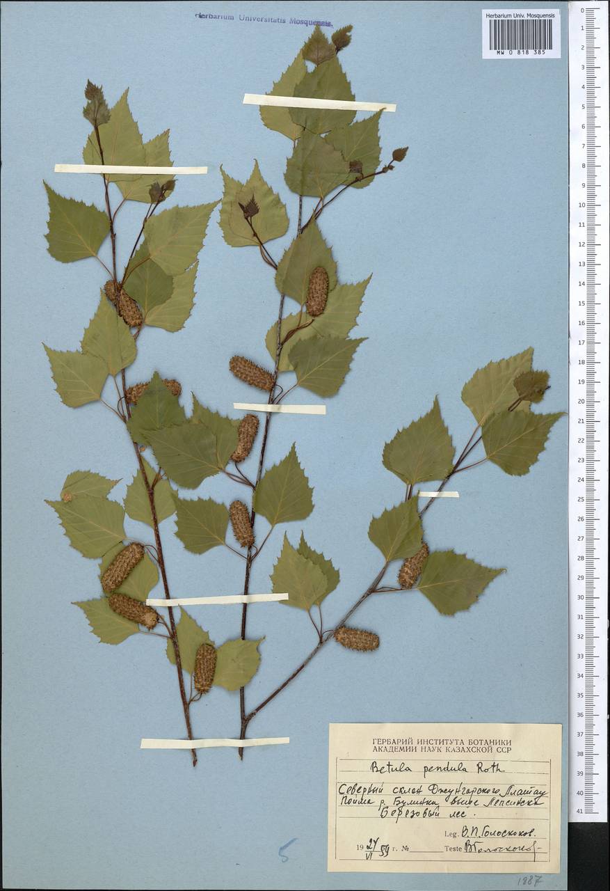 Betula pendula Roth, Middle Asia, Dzungarian Alatau & Tarbagatai (M5) (Kazakhstan)