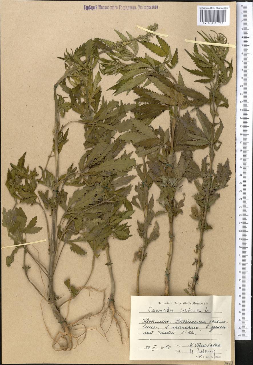 Cannabis sativa L., Middle Asia, Western Tian Shan & Karatau (M3) (Kyrgyzstan)