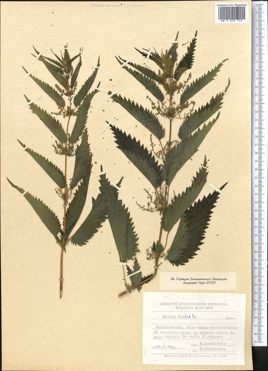 Urtica dioica L., Middle Asia, Western Tian Shan & Karatau (M3) (Uzbekistan)