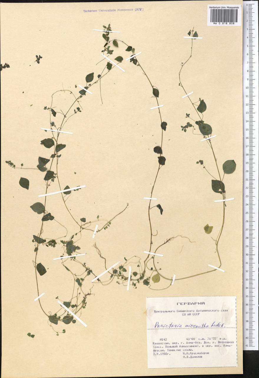 Parietaria micrantha Ledeb., Middle Asia, Northern & Central Tian Shan (M4) (Kazakhstan)