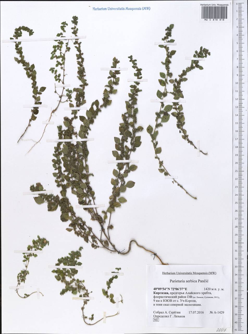 Parietaria lusitanica subsp. serbica (Pancic) P. W. Ball, Middle Asia, Pamir & Pamiro-Alai (M2) (Kyrgyzstan)