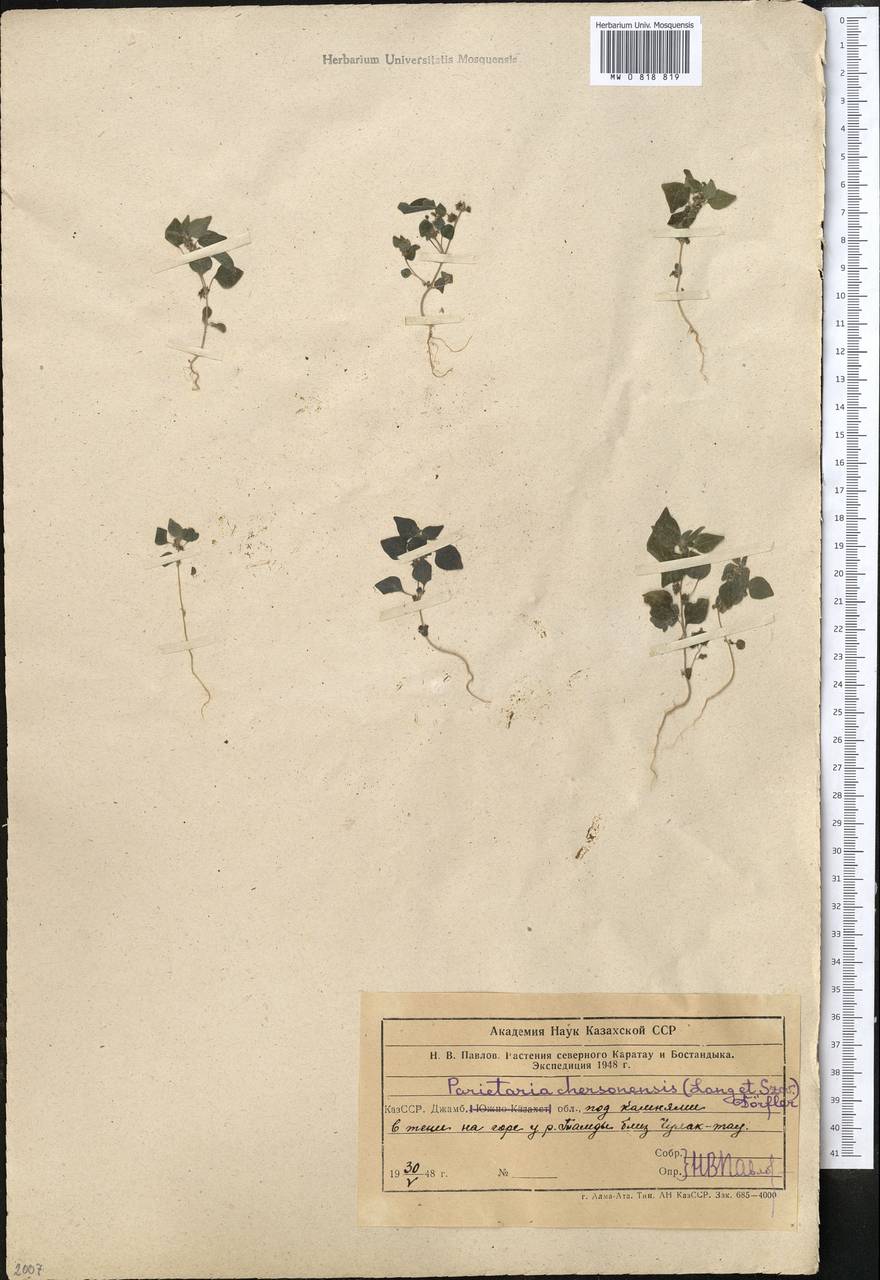 Parietaria lusitanica subsp. serbica (Pancic) P. W. Ball, Middle Asia, Western Tian Shan & Karatau (M3) (Kazakhstan)