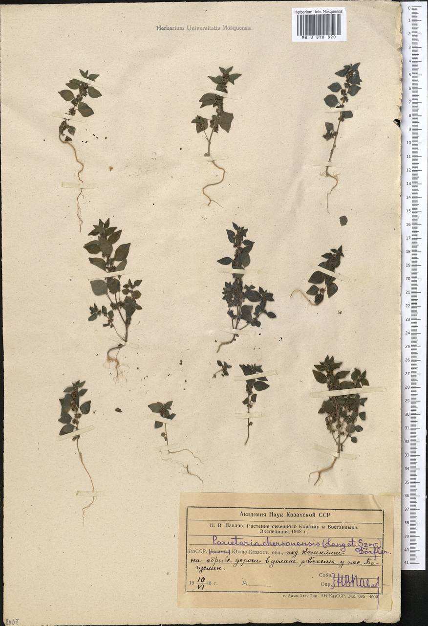Parietaria lusitanica subsp. serbica (Pancic) P. W. Ball, Middle Asia, Western Tian Shan & Karatau (M3) (Uzbekistan)