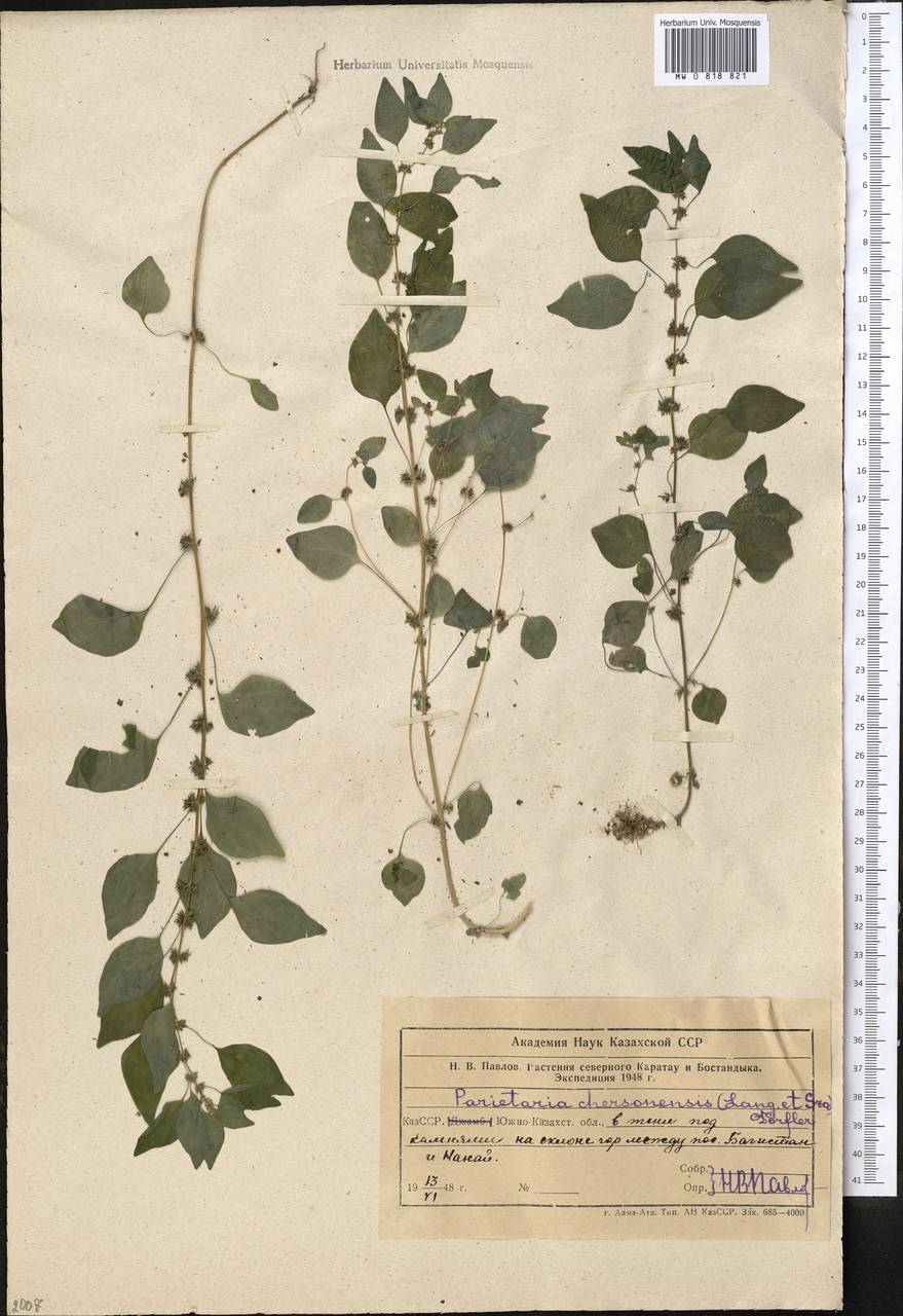 Parietaria lusitanica subsp. serbica (Pancic) P. W. Ball, Middle Asia, Western Tian Shan & Karatau (M3) (Uzbekistan)