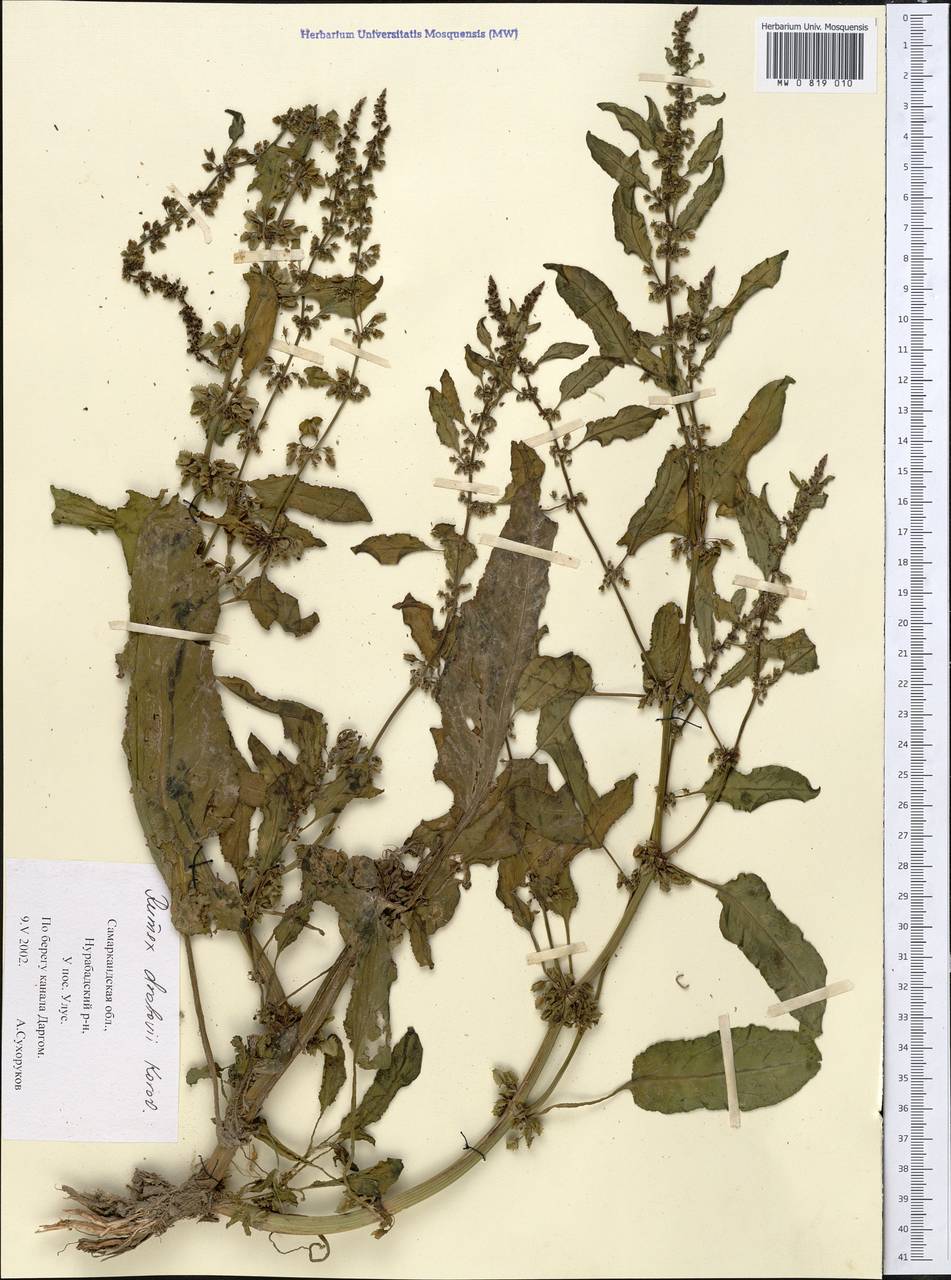 Rumex chalepensis Mill., Middle Asia, Syr-Darian deserts & Kyzylkum (M7) (Uzbekistan)