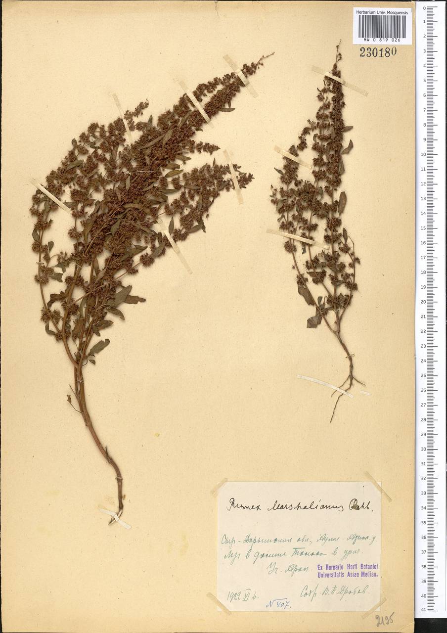 Rumex marschallianus Rchb., Middle Asia, Syr-Darian deserts & Kyzylkum (M7) (Kazakhstan)