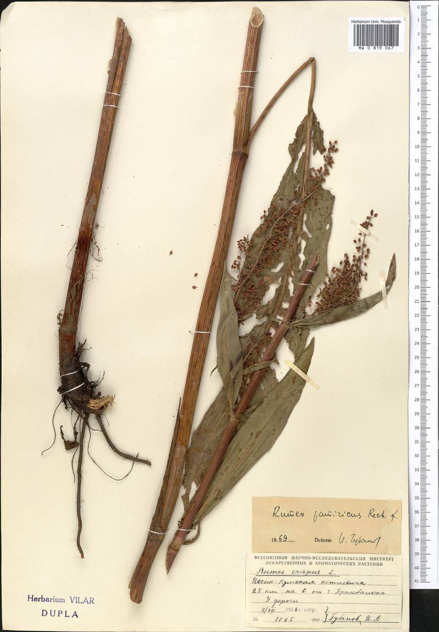 Rumex patientia subsp. tibeticus (Rech. fil.) Rech. fil., Middle Asia, Northern & Central Tian Shan (M4) (Kyrgyzstan)