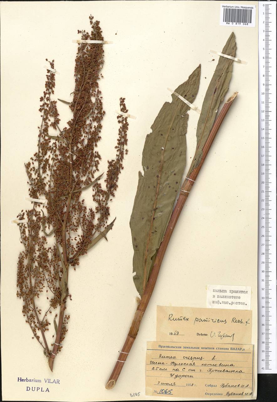 Rumex patientia subsp. tibeticus (Rech. fil.) Rech. fil., Middle Asia, Northern & Central Tian Shan (M4) (Kyrgyzstan)