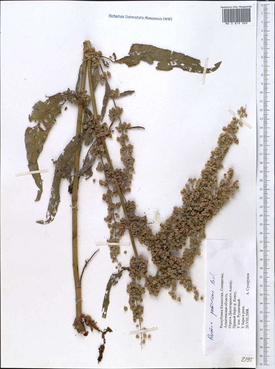 Rumex patientia subsp. tibeticus (Rech. fil.) Rech. fil., Middle Asia, Dzungarian Alatau & Tarbagatai (M5) (Kazakhstan)