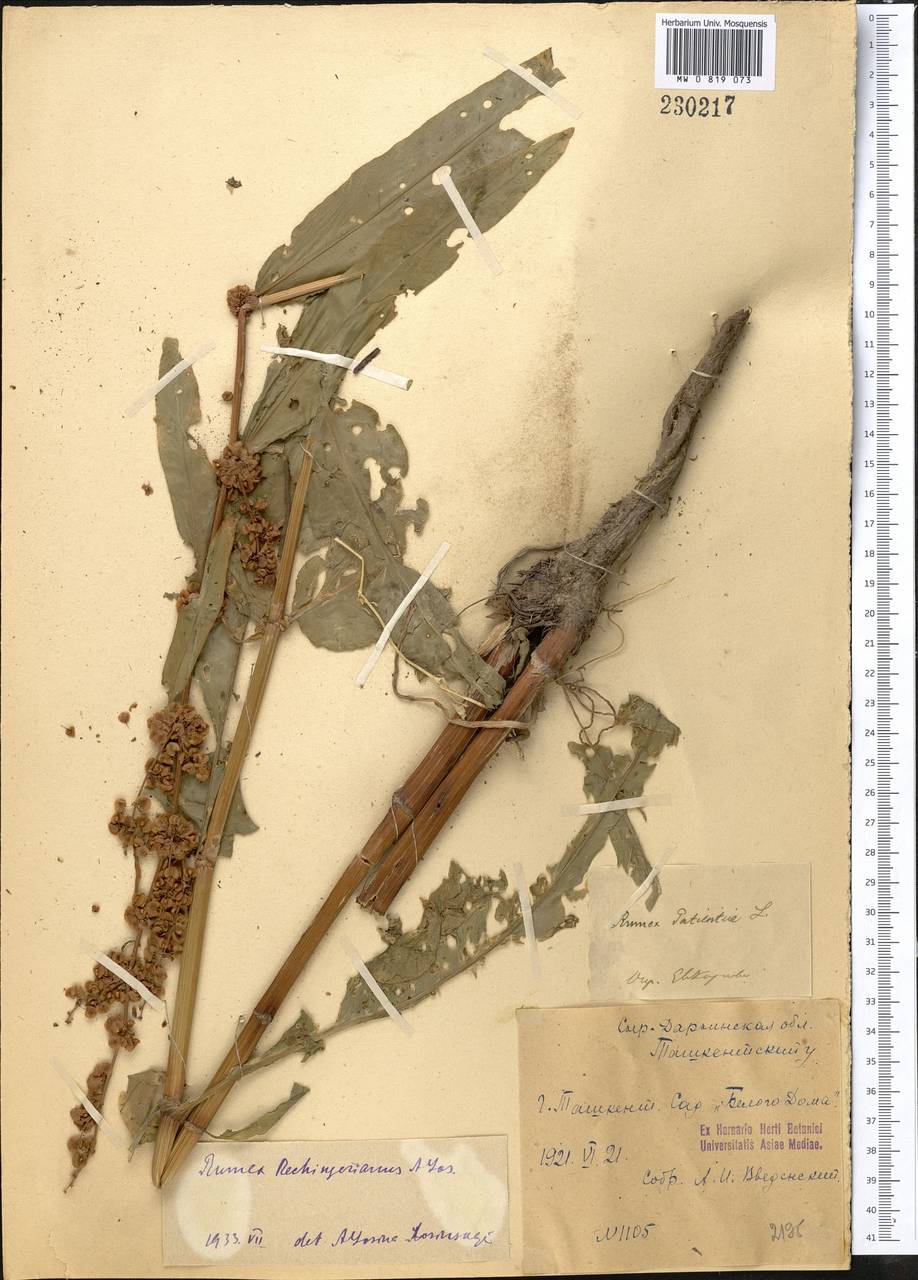 Rumex patientia subsp. tibeticus (Rech. fil.) Rech. fil., Middle Asia, Syr-Darian deserts & Kyzylkum (M7) (Uzbekistan)