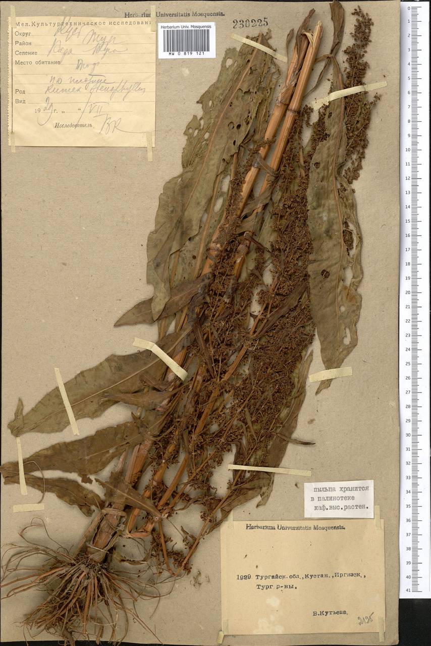 Rumex stenophyllus Ledeb., Middle Asia, Northern & Central Kazakhstan (M10) (Kazakhstan)