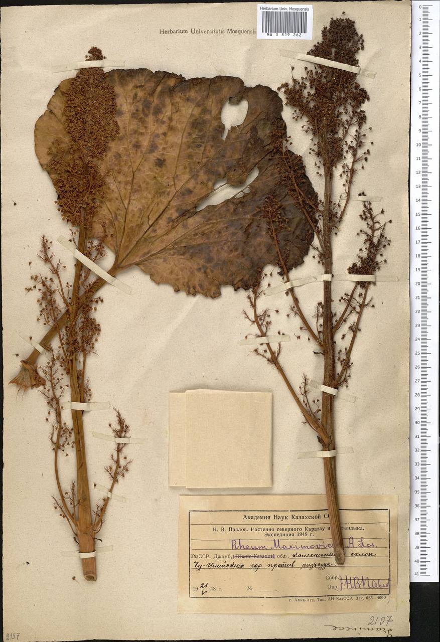 Rheum maximowiczii Losinsk., Middle Asia, Northern & Central Tian Shan (M4) (Kazakhstan)