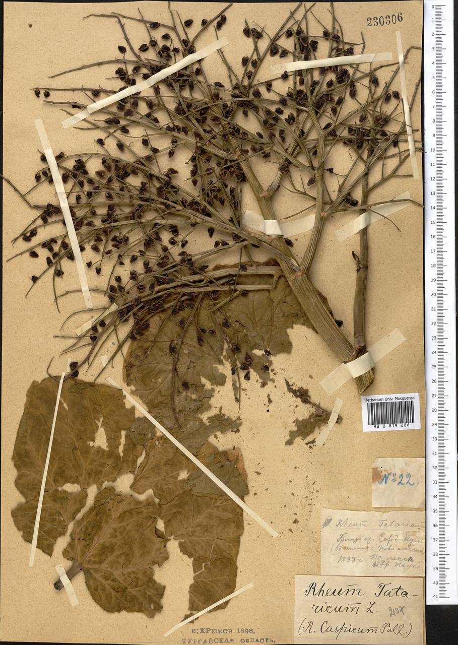 Rheum tataricum L. fil., Middle Asia, Northern & Central Kazakhstan (M10) (Kazakhstan)