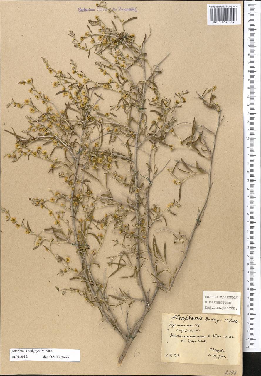 Atraphaxis badghysi Kult., Middle Asia, Karakum (M6) (Turkmenistan)