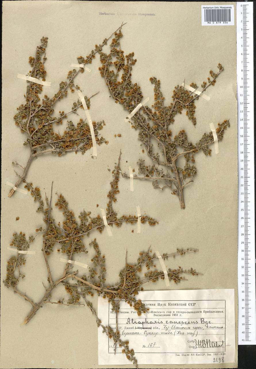 Atraphaxis canescens Bunge, Middle Asia, Muyunkumy, Balkhash & Betpak-Dala (M9) (Kazakhstan)