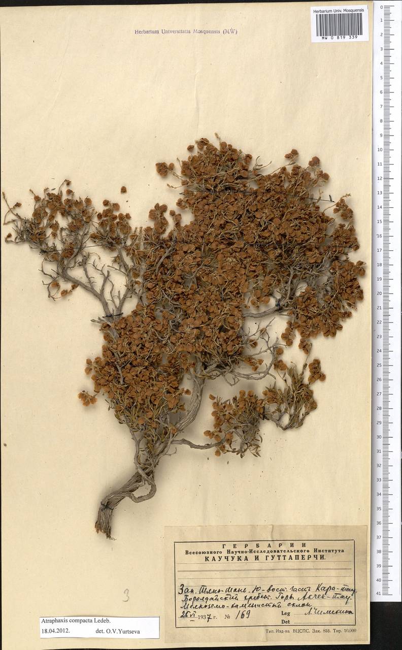 Atraphaxis compacta Ledeb., Middle Asia, Western Tian Shan & Karatau (M3) (Kazakhstan)