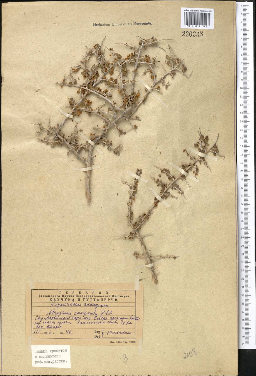 Atraphaxis compacta Ledeb., Middle Asia, Western Tian Shan & Karatau (M3) (Kazakhstan)