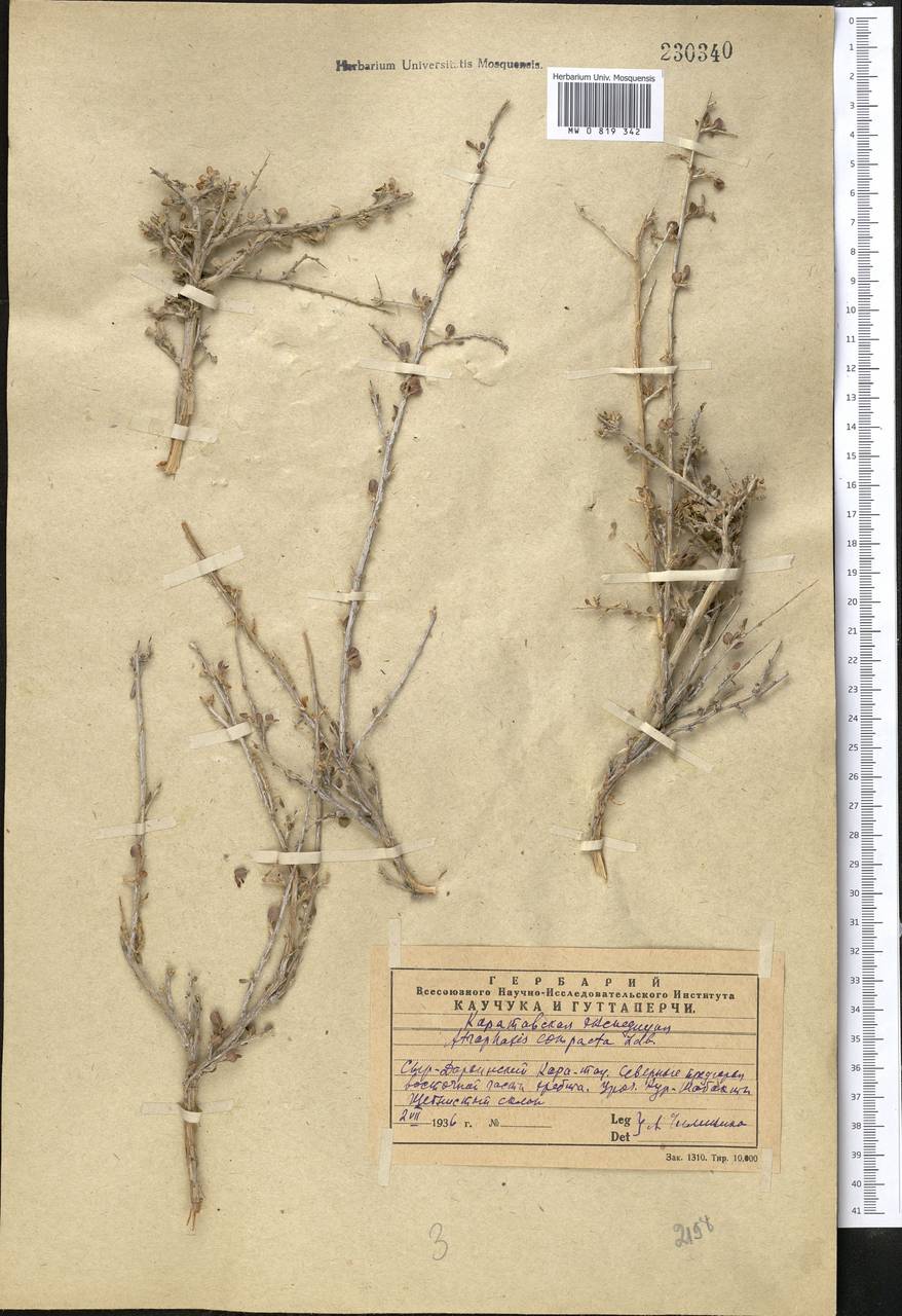 Atraphaxis compacta Ledeb., Middle Asia, Western Tian Shan & Karatau (M3) (Kazakhstan)